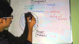 Site directed mutagenesis [upl. by Eenram]