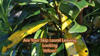 Skip Laurels Some Leaves Turning Yellow [upl. by Suoivatnod]