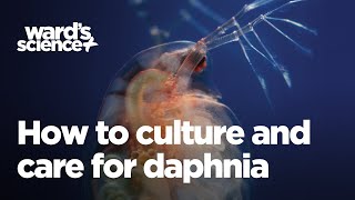 Caring and Culturing for Daphnia [upl. by Ecirpac]