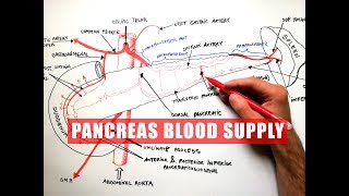 PANCREAS Blood Supply  Anatomy Tutorial [upl. by Chun70]