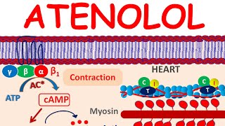 Atenolol a selective Beta blocker  Mechanism precautions side effects amp uses [upl. by Etnelav]