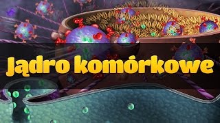 Cytologia jądro komórkowe [upl. by Leicester]