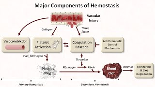 Hemostasis Lesson 1  An Introduction [upl. by Mayes]