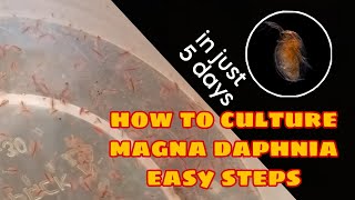 How to Culture Magna Daphnia Easily [upl. by Adai]