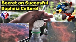 How to Culture Daphnia Successfully [upl. by Suivatnod]