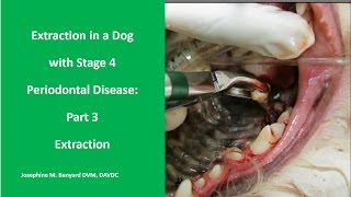 Extraction in a dog with Stage 4 Periodontal Disease Part 3 Tooth Extraction [upl. by Lenard446]