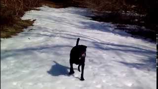 Black Lab dog body slides in the snow [upl. by Anaitsirhc]