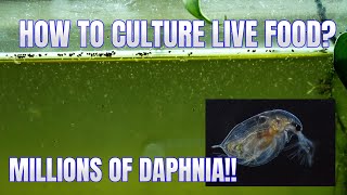 How to Culture Daphnia Secret Method to Breed MILLIONS  Simply Aquatic [upl. by Colly]