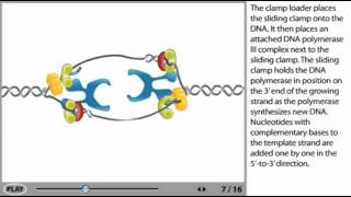 DNA Replication Animation  initiation elongation and termination [upl. by Ardaed388]