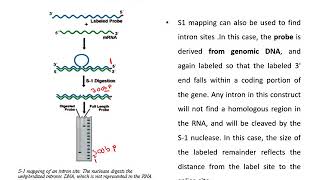 S1 nuclease Mapping [upl. by Gish]