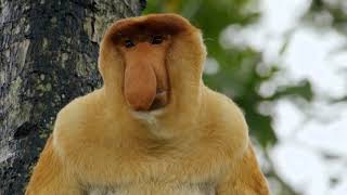 Meet the Proboscis Monkey  Earth Odyssey [upl. by Nesyla]