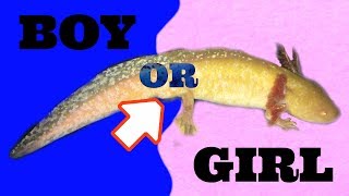 How To Tell An Axolotls Gender [upl. by Sanborne]