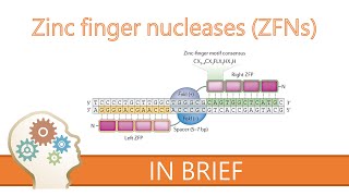 ZINC FINGER NUCLEASES  GENE EDITING EXPLAINED [upl. by Airitac]