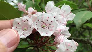 Secrets to Mountain Laurel Pollination [upl. by Milla681]