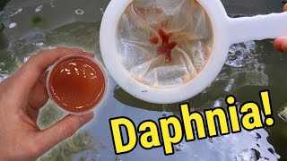 How I Culture Daphnia In Outdoor Tubs [upl. by Sseb713]