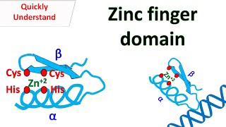 Zinc finger motif [upl. by Quarta535]