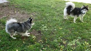 Mini pomsky tries to play with standard pomsky [upl. by Reinhard826]