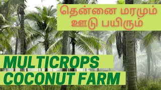 Multicrops Coconut Farm  Intercropping technique Coconut Farm தென்னை ஊடுபயிர் தென்னை பராமரிப்பு [upl. by Anavahs]