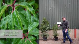 Laurel Hedge Information and Advice about Cherry Laurel and Portuguese Laurel [upl. by Kerwinn377]