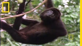 Howler Monkeys  National Geographic [upl. by Steel]