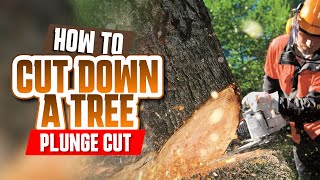 How To Cut Down a Tree《 Plunge Cut 》Tree felling [upl. by Thetos92]