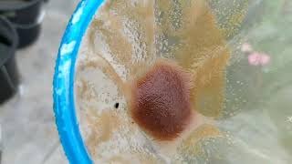 How to culture daphnia moina in a small container Part 1 English Subtitle [upl. by Zitvaa]