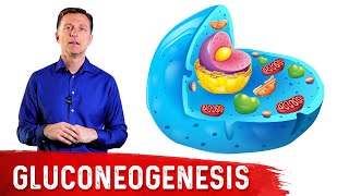 What Is Gluconeogenesis – Dr Berg [upl. by Lucania5]