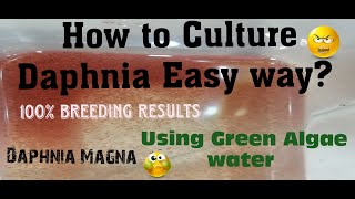 Daphnia MagnaHow to Culture Daphnia Easy wayCulturing Daphnia using Green water Daphnia [upl. by Siurad]