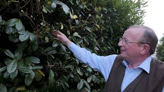 Pruning a laurel hedge  Burncoose Nurseries [upl. by Werdn]