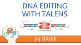 TALENs  TALE NUCLEASES  GENE EDITING EXPLAINED [upl. by Lorola]