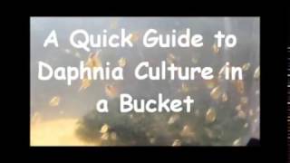 How to culture daphnia outside [upl. by Airekat]