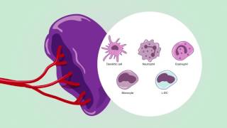 Immunity in spleen [upl. by Etterrag]