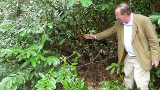 Hard Pruning Laurel hedges  Burncoose Nurseries [upl. by Elle]