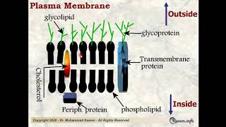 Cytology Lecture 1 for medical students [upl. by Ayanat]