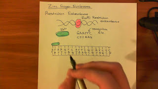 Zinc Finger Nucleases [upl. by Liryc47]