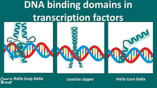 DNA Binding motifs overview [upl. by Iadrahs30]