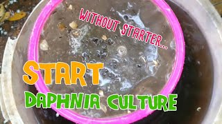 How to culture daphnia moina the easy way 1  Starting the Daphnia culture [upl. by Abrahams90]