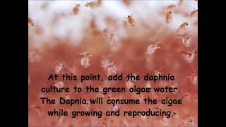 Daphnia  How to grow daphnia in your home [upl. by Yrevi]