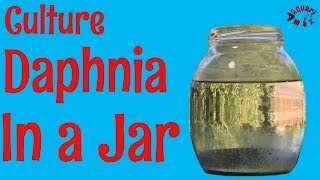 How to Culture Daphnia in a Jar [upl. by Aniloj]