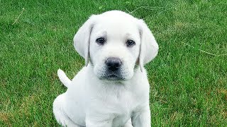 Gorgeous White English Lab Puppy in Training  Week 1 [upl. by Rahcir466]