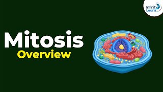 Overview of Mitosis  Dont Memorise [upl. by Dong]