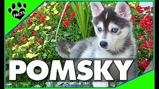 Pomeranian Husky Dogs 101  The Pomsky [upl. by Win]