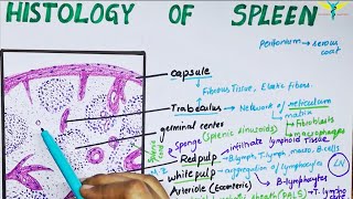 Histology of spleen [upl. by Alarick]