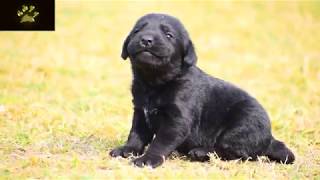 Worlds Cutest Black Labrador Puppy Crying [upl. by Shimkus]