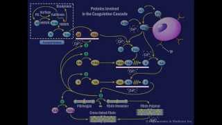 The Coagulation Cascade [upl. by Enuj]