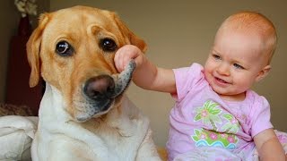 Labrador Dog and Baby Compilation [upl. by Adnahcal513]