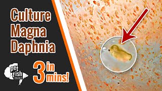 How to culture DAPHNIA MAGNA  The easy way [upl. by Ayaet]