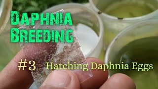 Daphnia Culture made simple and easy 3  Hatching Daphnia eggs [upl. by Frere]