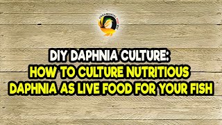 DIY Daphnia Culture How to Culture Nutritious Daphnia as Live Food for Your Fish [upl. by Broderic]