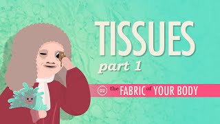 Tissues Part 1 Crash Course Anatomy amp Physiology 2 [upl. by Anaile]